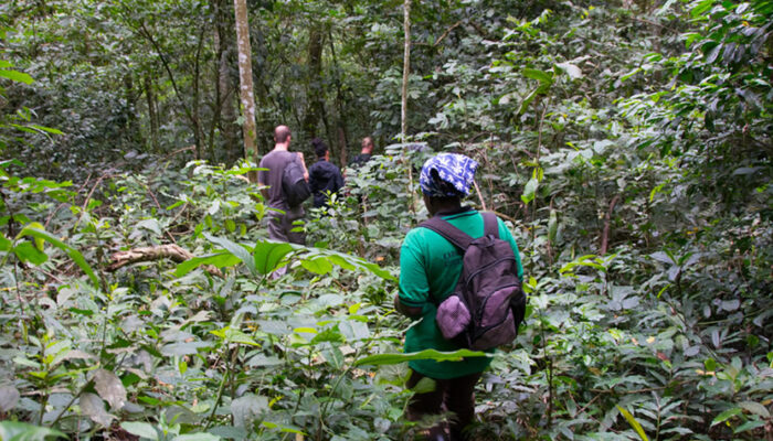 Best 5 Things To Do In Bwindi